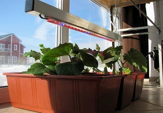 Чи можна виростити огірки на підвіконні чи балконі взимку?