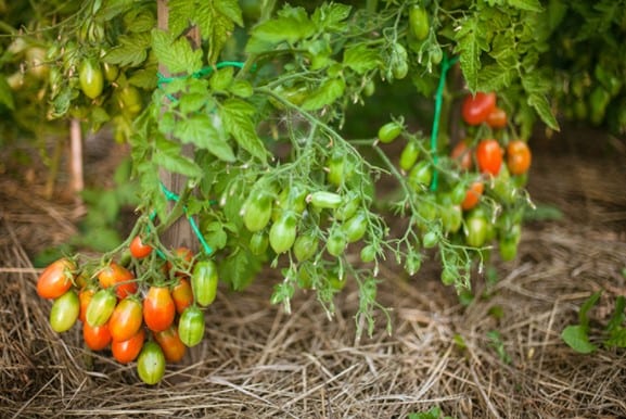 Опис сорту томатів «Чіо Чіо Сан»