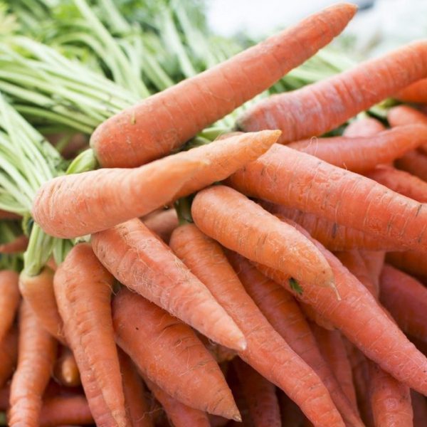 Кращі сорти моркви на зиму