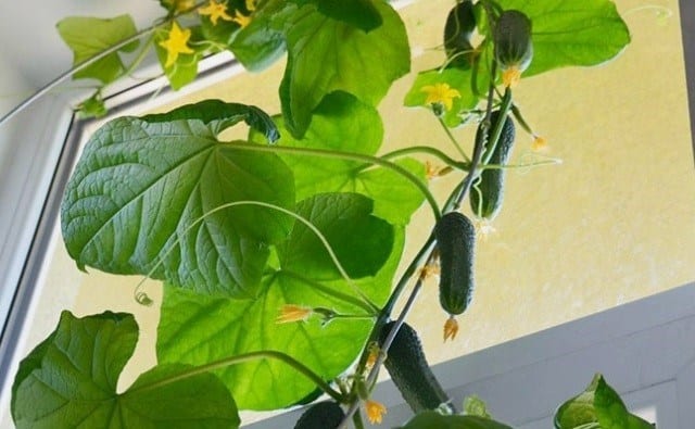 Чи можна виростити огірки на підвіконні чи балконі взимку?