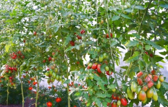 Опис сорту томатів «Чіо Чіо Сан»