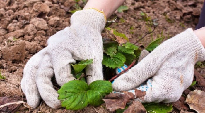 Як доглядати за полуницею навесні – поради та підказки досвідчених садівників