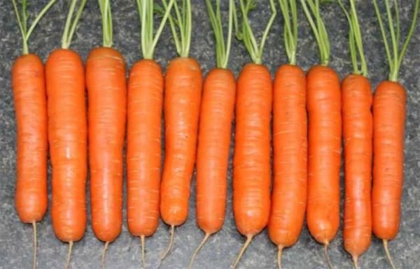 Кращі сорти моркви на зиму