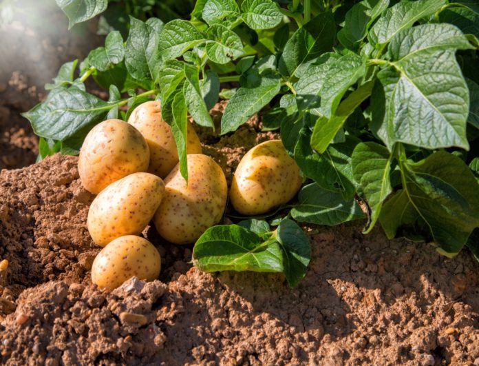 Полив картоплі для підвищення врожайності