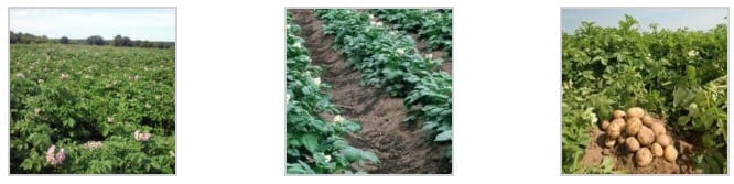 Технологія вирощування картоплі з насіння