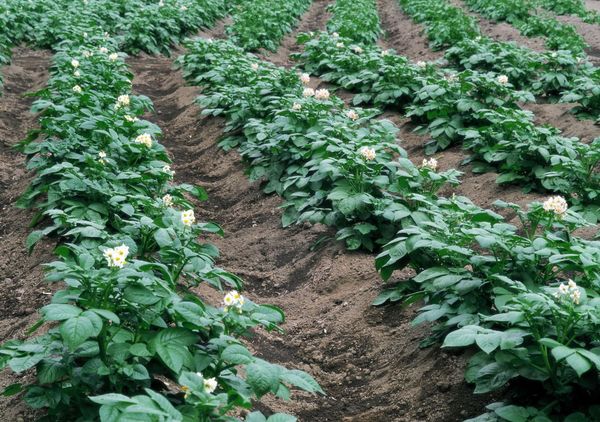Полив картоплі для підвищення врожайності