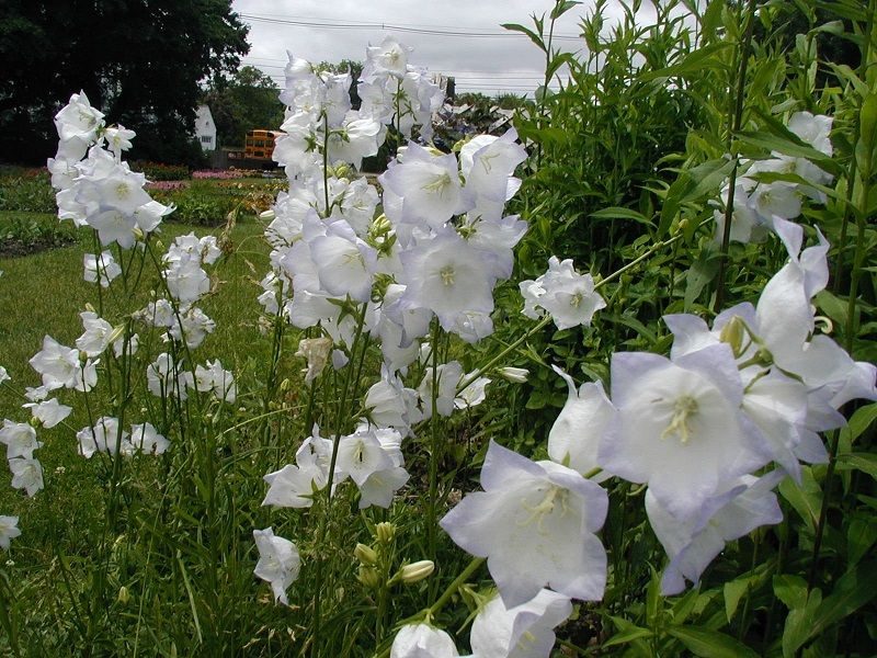 Садові дзвіночки – красиві квіти для ділянки та саду