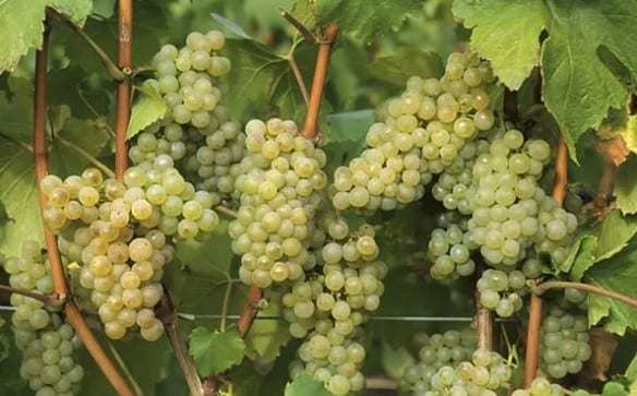 Особливості дозрівання і збору винограду