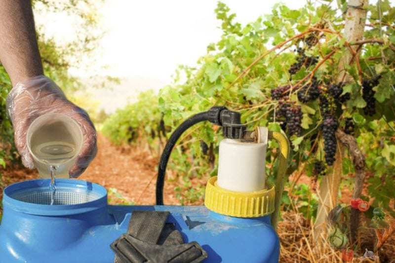 Обробка винограду восени проти хвороб і шкідників – як ефективно захистити лозу