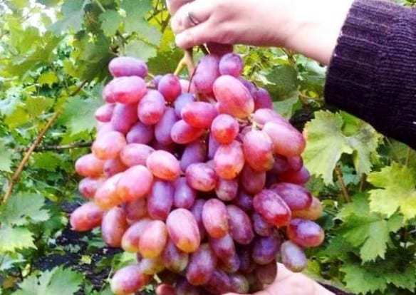 Вирощування винограду раннього сорту Юліан