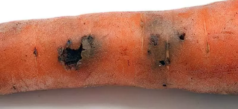 Як знищити морквяну муху без хімії